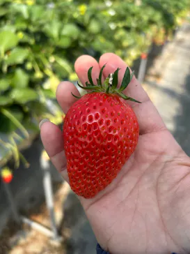 果実の里 原田農園に投稿された画像（2026/3/15）