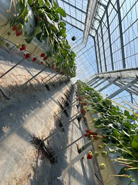 果実の里 原田農園に投稿された画像（2026/3/15）