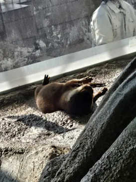 新江ノ島水族館に投稿された画像（2026/3/15）