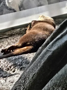 新江ノ島水族館に投稿された画像（2026/3/15）