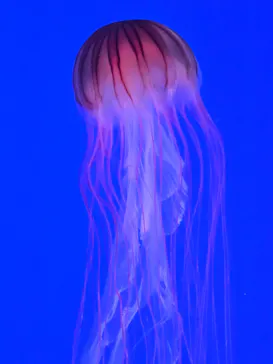 新江ノ島水族館に投稿された画像（2026/3/15）