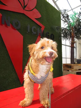 高野いちご園に投稿された画像（2026/3/15）