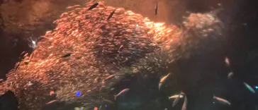 アクアワールド茨城県大洗水族館に投稿された画像（2026/3/15）