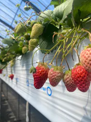 熱田農園Strawberry54に投稿された画像（2026/3/15）