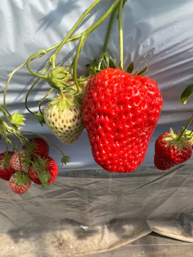 大竹いちご園に投稿された画像（2026/3/15）