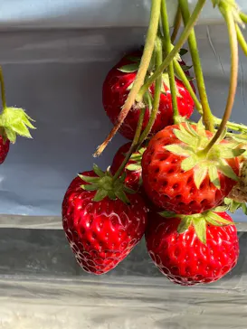 大竹いちご園に投稿された画像（2026/3/15）