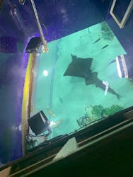 サンシャイン水族館に投稿された画像（2026/3/15）