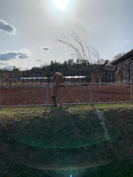 こども動物自然公園（埼玉県公園緑地協会）に投稿された画像（2026/3/15）