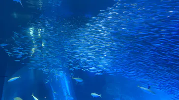 横浜・八景島シーパラダイスに投稿された画像（2026/3/15）