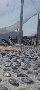 四国水族館に投稿された画像（2026/3/15）