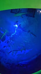 四国水族館に投稿された画像（2026/3/15）