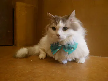  Cat Cafe てまりのおうちに投稿された画像（2026/3/15）