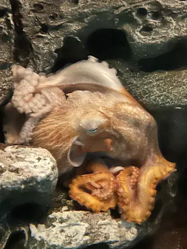 アクアワールド茨城県大洗水族館に投稿された画像（2026/3/15）