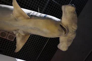 特別展「超危険生物展　科学で挑む生き物の本気」に投稿された画像（2026/3/16）