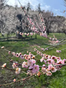 偕楽園本園に投稿された画像（2026/3/16）