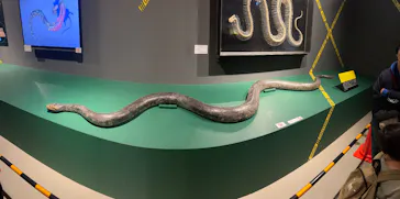 特別展「超危険生物展　科学で挑む生き物の本気」に投稿された画像（2026/3/16）