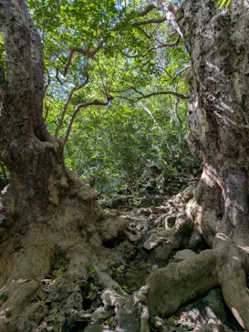 西表島カヌーツーリングあたらすに投稿された画像（2026/3/16）