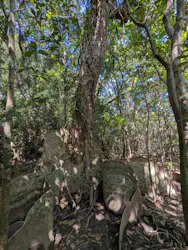 西表島カヌーツーリングあたらすに投稿された画像（2026/3/16）