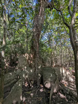 西表島カヌーツーリングあたらすに投稿された画像（2026/3/16）