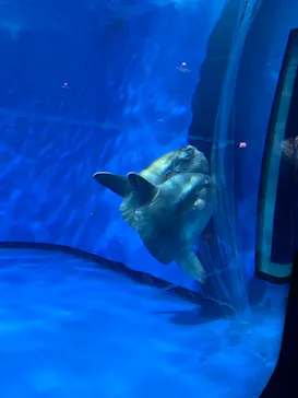 アクアワールド茨城県大洗水族館に投稿された画像（2026/3/16）
