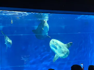 アクアワールド茨城県大洗水族館に投稿された画像（2026/3/16）