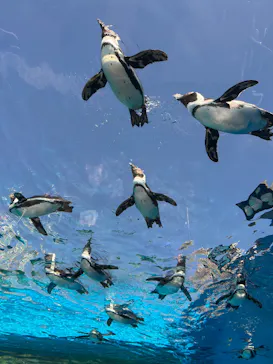 サンシャイン水族館に投稿された画像（2026/3/16）