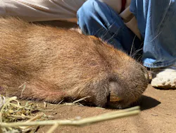 ダチョウ王国石岡ファームに投稿された画像（2026/3/16）