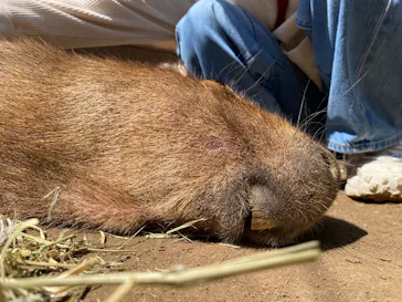 ダチョウ王国石岡ファームに投稿された画像（2026/3/16）