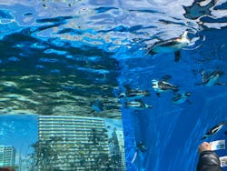 サンシャイン水族館に投稿された画像（2026/3/16）