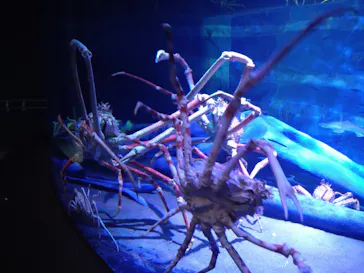 竹島水族館に投稿された画像（2026/3/16）