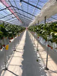 strawberry lab ～farmlab ikaho factory～に投稿された画像（2026/3/16）