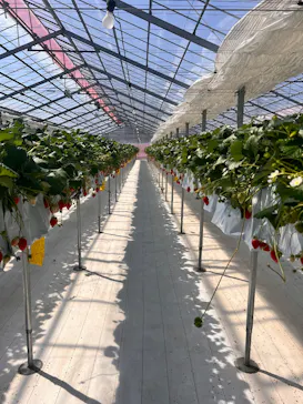 strawberry lab ～farmlab ikaho factory～に投稿された画像（2026/3/16）