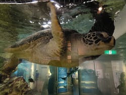 九十九島水族館海きららに投稿された画像（2026/3/16）