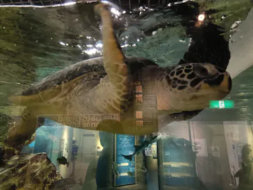 九十九島水族館海きららに投稿された画像（2026/3/16）