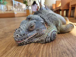 Moff animal cafe 小田原ダイナシティ店に投稿された画像（2026/3/16）