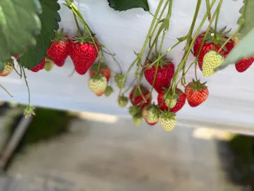 お陽様農園に投稿された画像（2026/3/16）