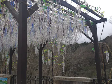 箱根ガラスの森美術館に投稿された画像（2026/3/16）