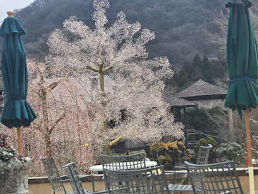 箱根ガラスの森美術館に投稿された画像（2026/3/16）