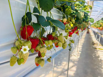 お陽様農園に投稿された画像（2026/3/16）