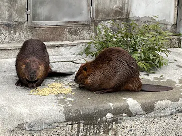 宇都宮動物園に投稿された画像（2026/3/16）