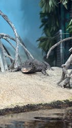 世界淡水魚園水族館　アクア・トトぎふに投稿された画像（2026/3/16）