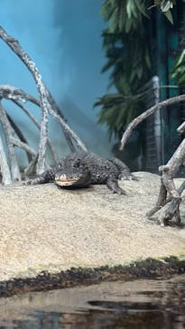 世界淡水魚園水族館　アクア・トトぎふに投稿された画像（2026/3/16）