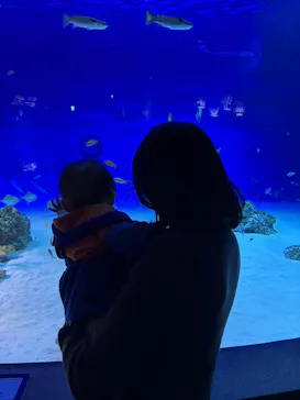 新江ノ島水族館に投稿された画像（2026/3/16）