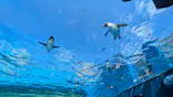 サンシャイン水族館に投稿された画像（2026/3/16）