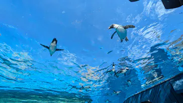 サンシャイン水族館に投稿された画像（2026/3/16）