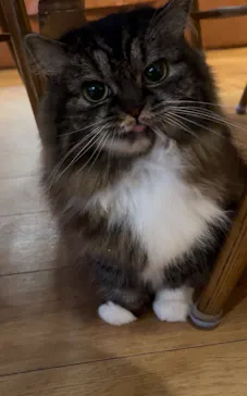 猫カフェモカ　池袋東口店に投稿された画像（2026/3/16）