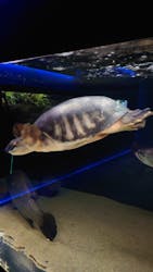 カワスイ 川崎⽔族館に投稿された画像（2026/3/16）