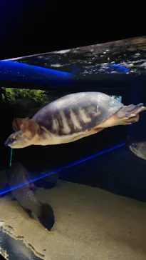 カワスイ 川崎⽔族館に投稿された画像（2026/3/16）