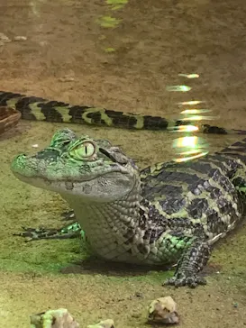 熱川バナナワニ園に投稿された画像（2026/3/16）