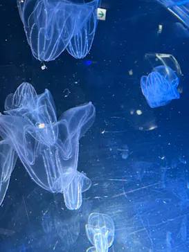 名古屋港水族館に投稿された画像（2026/3/16）